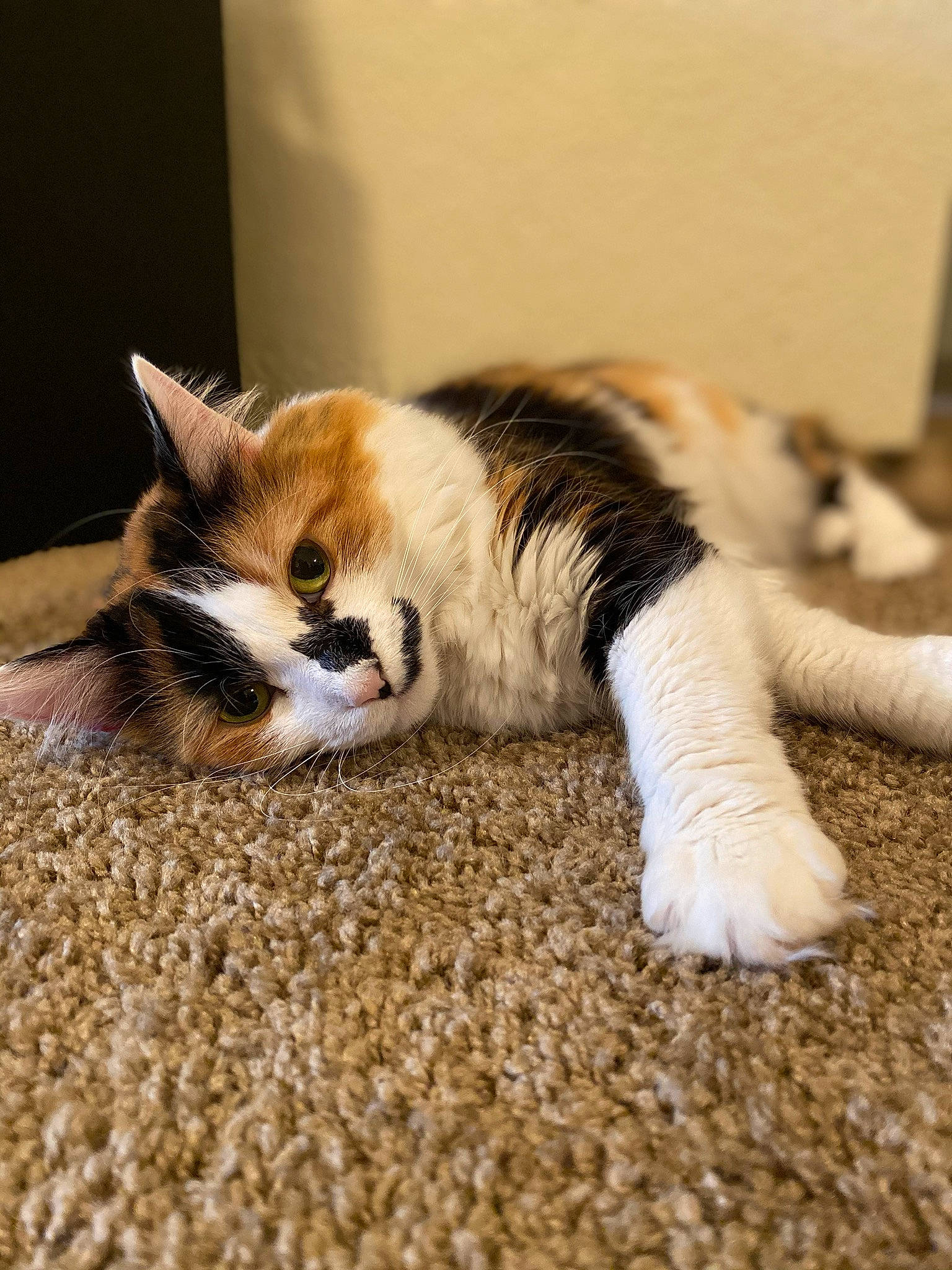 Ella Bear Bewley joined the competition — help win amazing prizes! aegean_cat, carnivore, cat, claw, domestic_short_haired_cat, european_shorthair, fawn, felidae, floor, flooring, fur, kitten, mammal, paw, polydactyl_cat, small_to_medium_sized_cats, tabby_cat, tail, whiskers