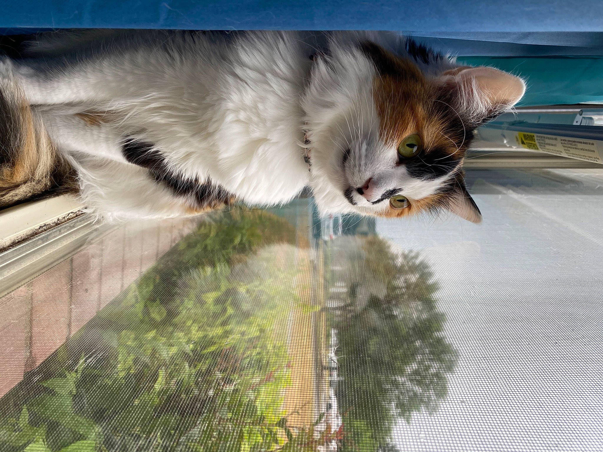 Ella Bear Bewley is registered to the contest to win money with this photo: aegean_cat, carnivore, cat, domestic_short_haired_cat, european_shorthair, eye, felidae, fur, kitten, organism, photography, plant, reflection, sky, small_to_medium_sized_cats, snout, square, tabby_cat, whiskers