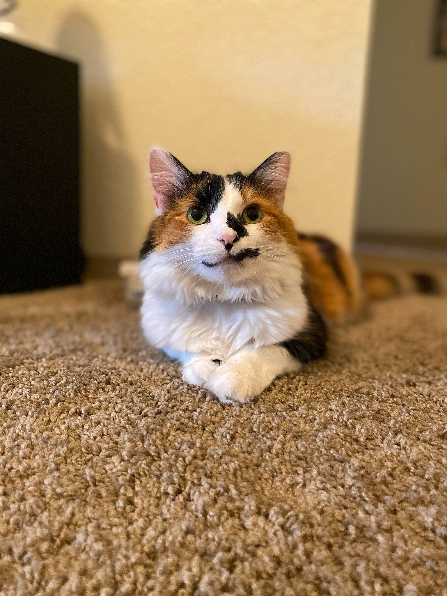 Ella Bear Bewley joined the competition — help win amazing prizes! aegean_cat, carnivore, cat, european_shorthair, fawn, felidae, floor, flooring, fur, kitten, mammal, norwegian_forest_cat, small_to_medium_sized_cats, snout, tabby_cat, vertebrate, whiskers