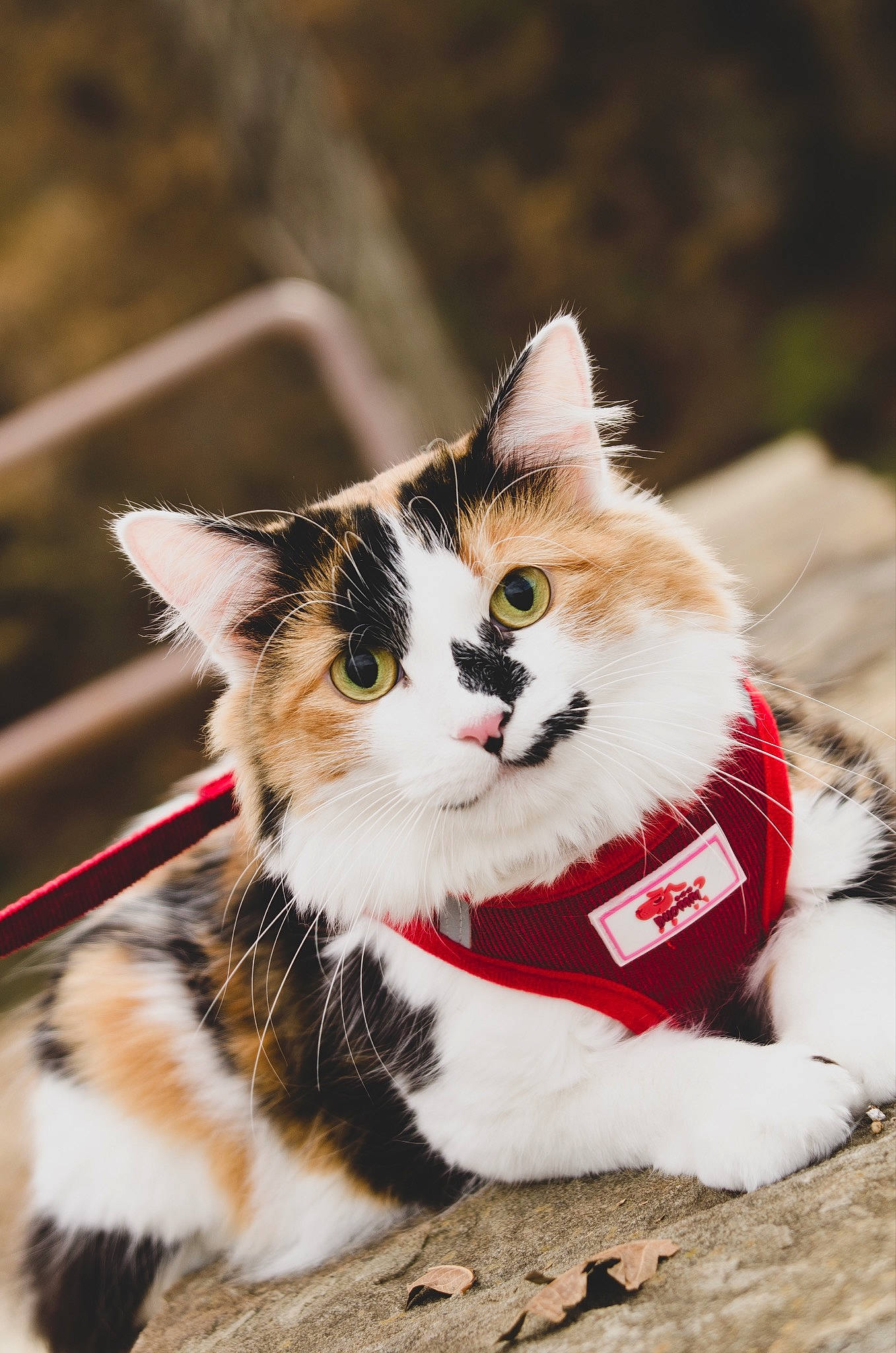 Ella Bear Bewley joined the competition — help win amazing prizes! aegean_cat, american_wirehair, carnivore, cat, domestic_short_haired_cat, european_shorthair, felidae, fur, kitten, mammal, norwegian_forest_cat, small_to_medium_sized_cats, snout, tree, whiskers