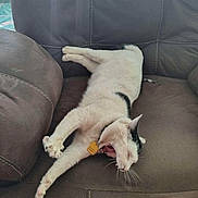 Willow joined the competition — help win amazing prizes! cat, pet, animal, sleeping, relaxed, stretching, upside_down, lying_down, cream_colored, collar, indoor, couch, leather, furniture, living_room, whiskers, paws, tail, funny_pose, photography