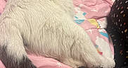 Willow is registered to the contest to win money with this photo: cat, feline, white_cat, black_tail, fluffy, fur, animal, pet, sleeping, lounging, back_view, tail, bed, bedspread, pink, bedroom, dresser, laundry_basket, polka_dots, indoors
