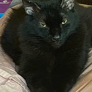 Harley Davidson is registered to the contest to win money with this photo: animal, black_cat, blanket, cat, closeup, cozy, cute, domestic_cat, ears, eyes, face, feline, fur, indoor, pet, relaxed, resting, sleepy, soft, whiskers