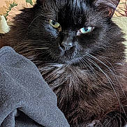 Ember joined the competition — help win amazing prizes! cat, black_cat, long_hair, heterochromia, green_eye, blue_eye, whiskers, feline, pet, cozy, blanket, floral_background, indoor, close_up, relaxed, cute, animal, portrait, fur, resting