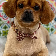 Sir Oliver Charles joined the competition — help win amazing prizes! dog, puppy, small_dog, brown_fur, bow_tie, collar, portrait, close_up, sitting, fluffy_blanket, patterned_background, indoor, pet, canine, cute, serious_expression, dark_eyes, floppy_ears, groomed, photography