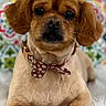 dog, puppy, small_dog, brown_fur, bow_tie, collar, portrait, close_up, sitting, fluffy_blanket, patterned_background, indoor, pet, canine, cute, serious_expression, dark_eyes, floppy_ears, groomed, photography