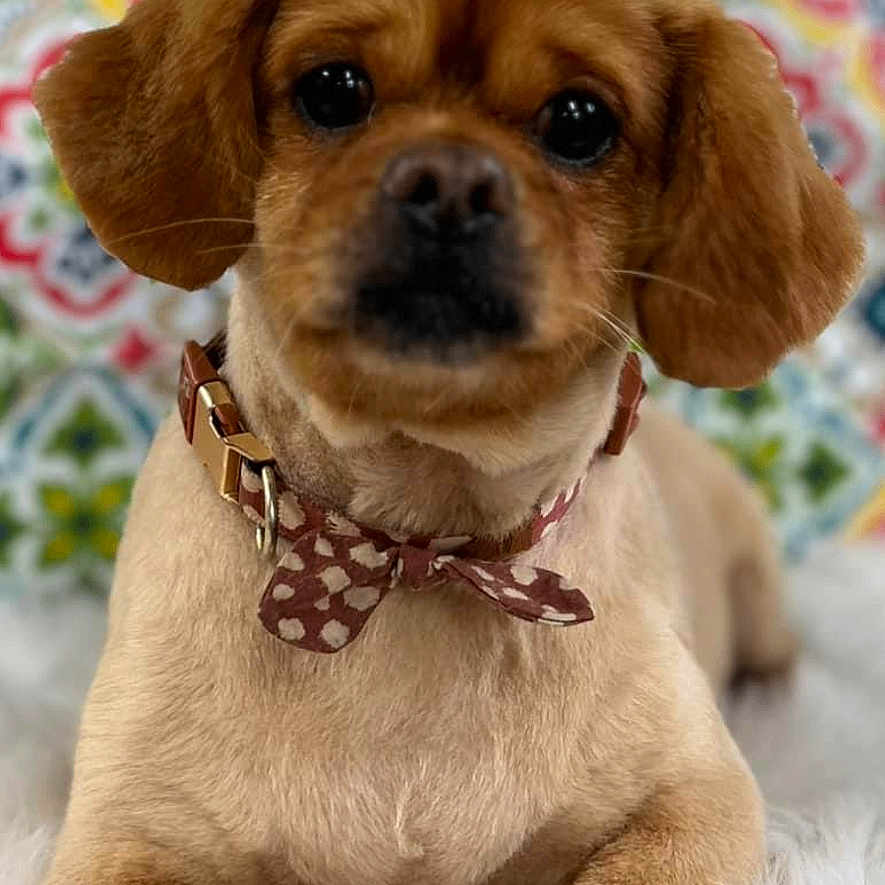 Sir Oliver Charles joined the competition — help win amazing prizes! dog, puppy, small_dog, brown_fur, bow_tie, collar, portrait, close_up, sitting, fluffy_blanket, patterned_background, indoor, pet, canine, cute, serious_expression, dark_eyes, floppy_ears, groomed, photography
