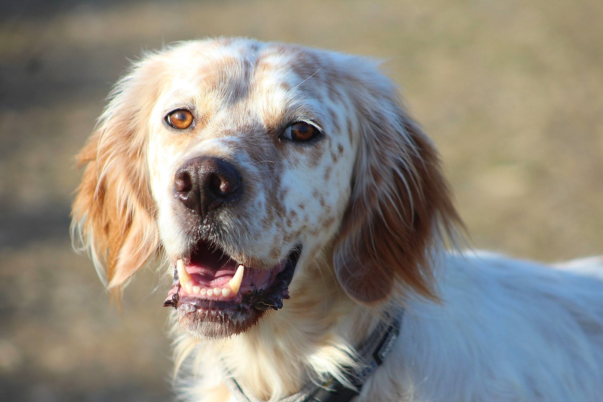 Maboule a rejoint le concours — aidez-le/la à gagner de superbes lots ! canidae, carnivore, companion_dog, dog, dog_breed, fang, fur, grass, gun_dog, hunting_dog, snout, sporting_group, terrestrial_animal, whiskers, wildlife, working_dog