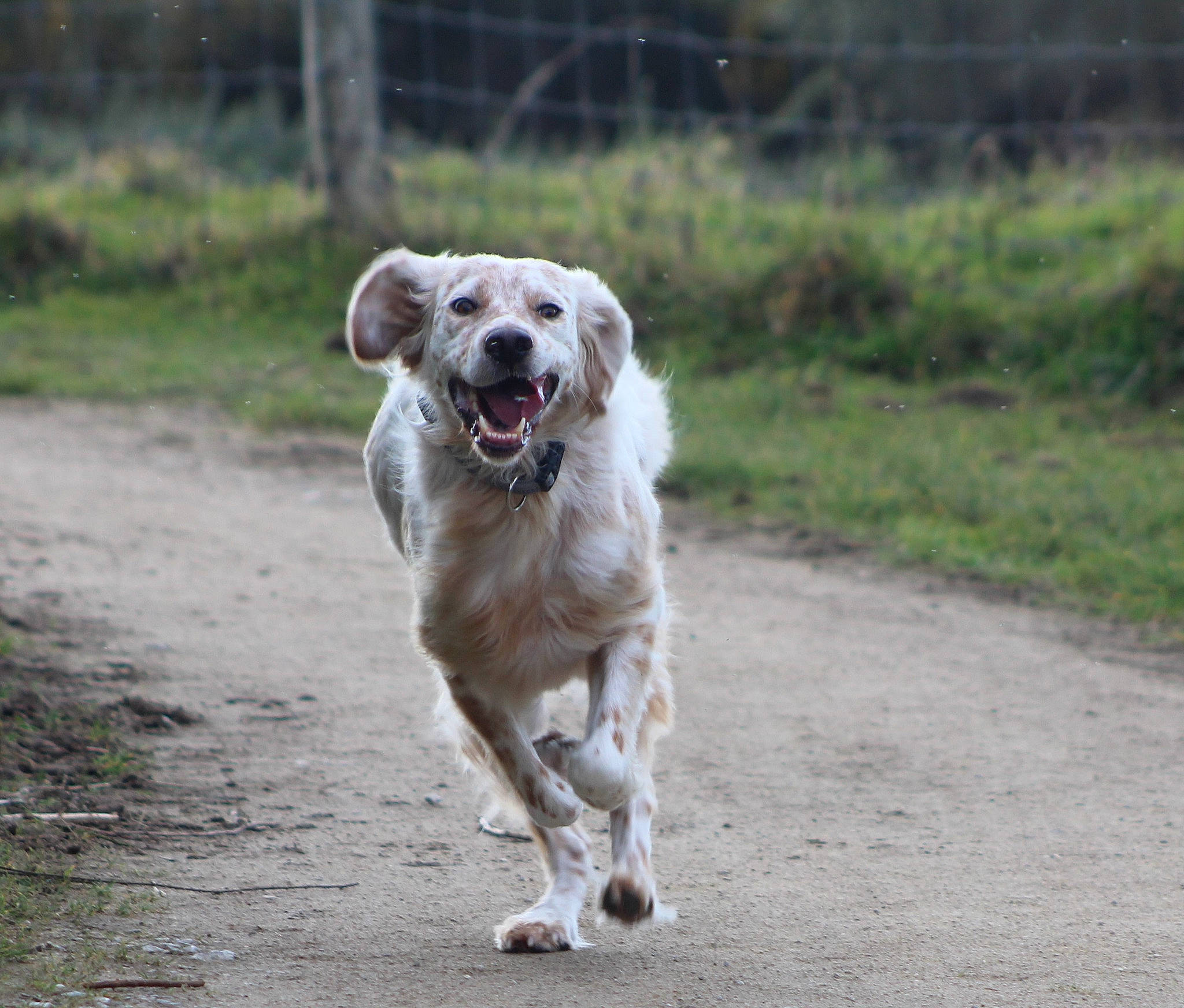 Maboule participe au concours pour gagner de l'argent avec cette photo : canidae, carnivore, collar, companion_dog, dog, dog_breed, fawn, gun_dog, hunting_dog, plant, road, snout, sporting_group, street_dog, tail, terrestrial_animal, whiskers, wildlife, working_dog