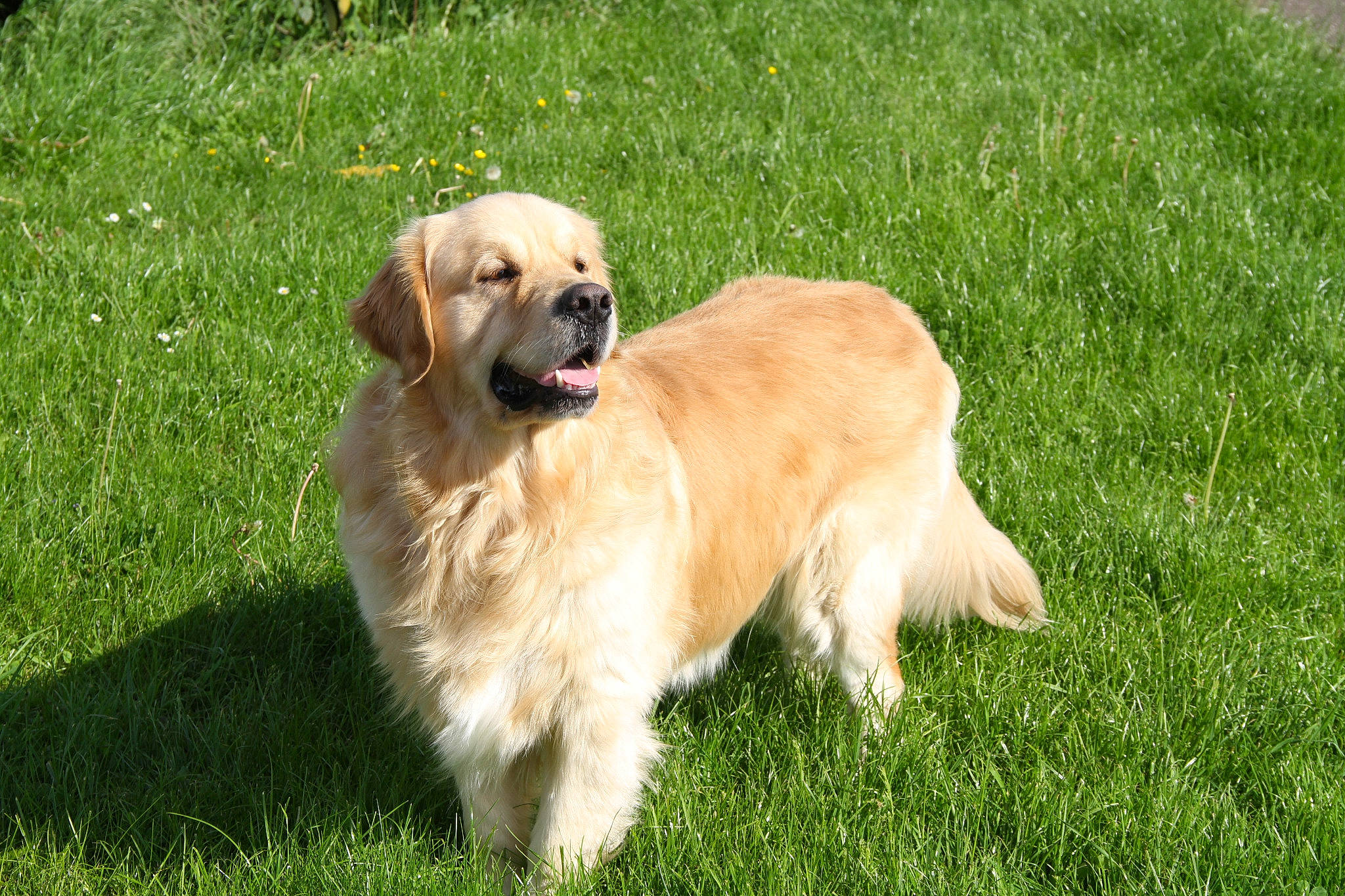 Esko participe au concours pour gagner de l'argent avec cette photo : animal_training, canidae, carnivore, companion_dog, dog, dog_breed, fawn, golden_retriever, grass, gun_dog, plant, retriever, sporting_group, tail, tree, working_dog