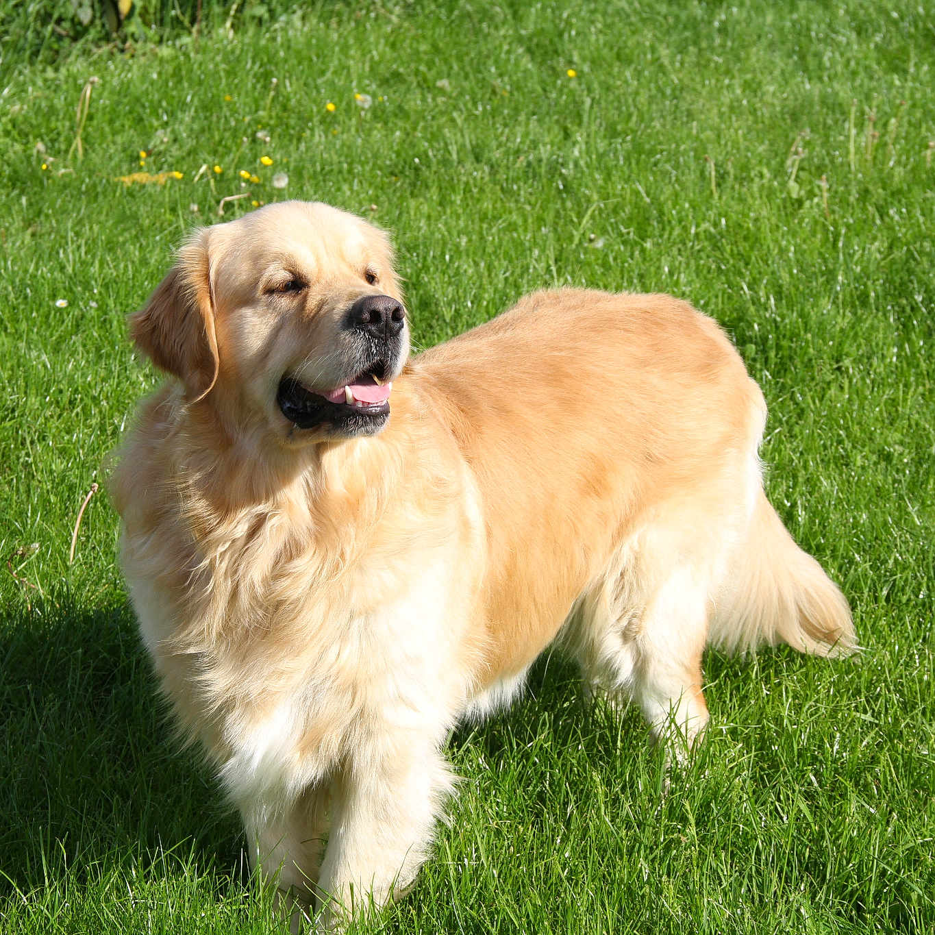 Esko
