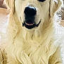 dog, golden_retriever, pet, animal, indoor, close_up, fur, paws, toy, chewed_toy, blanket, relaxed, cute, canine, companion, friendly, domestic, mammal, portrait, face