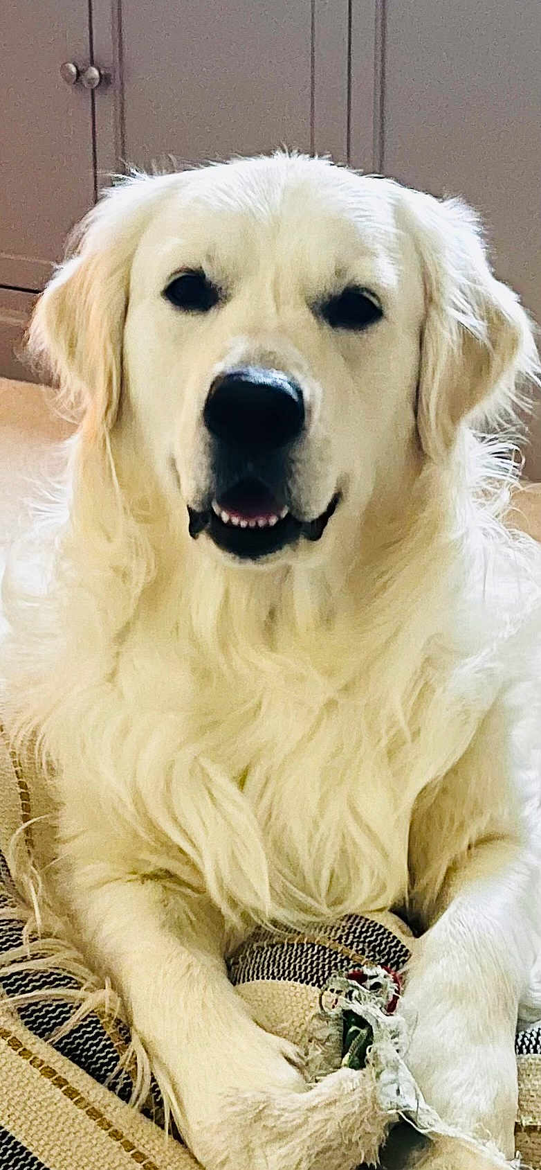 Tucker joined the competition — help win amazing prizes! dog, golden_retriever, pet, animal, indoor, close_up, fur, paws, toy, chewed_toy, blanket, relaxed, cute, canine, companion, friendly, domestic, mammal, portrait, face