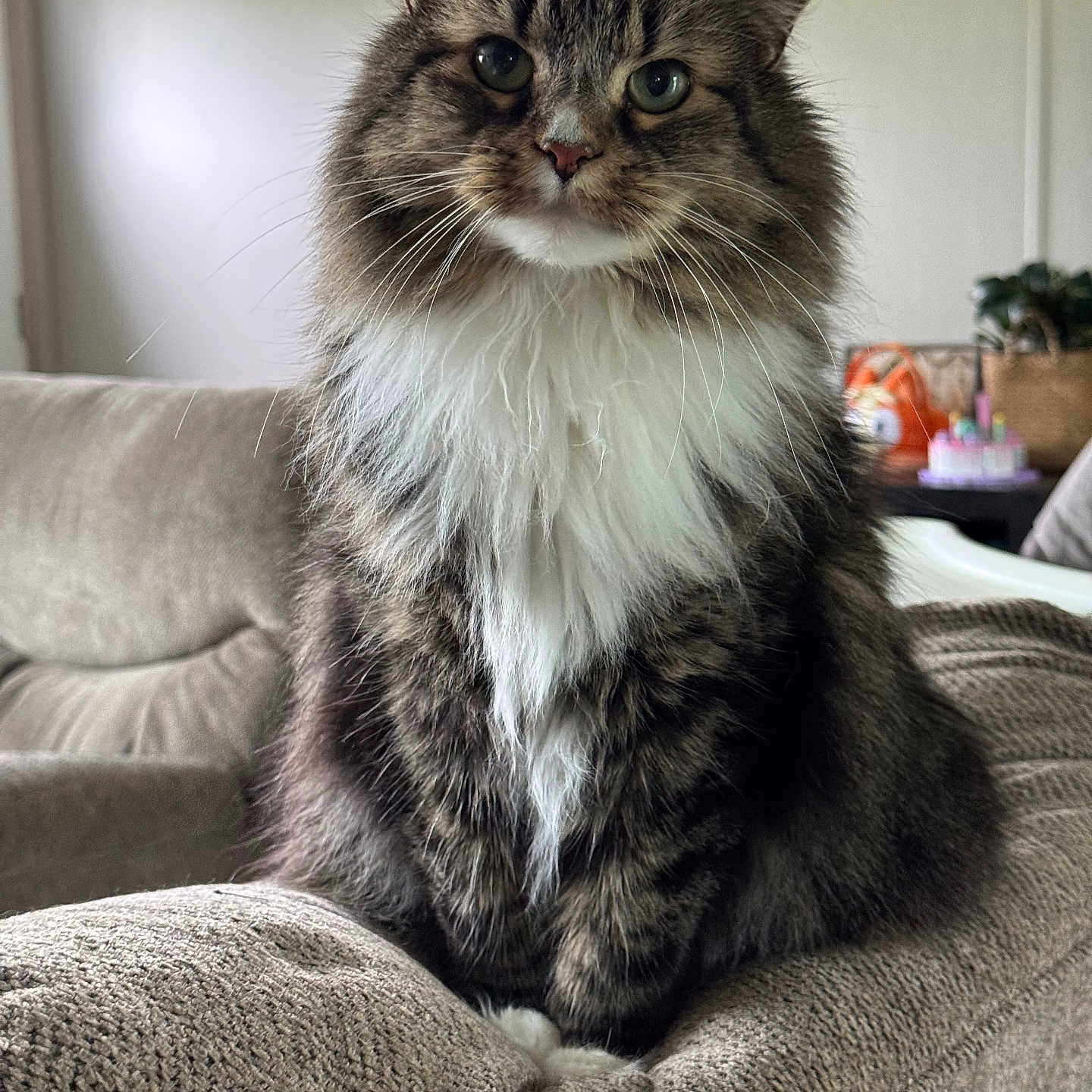 Binx