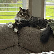 Binx is registered to the contest to win money with this photo: cat, tabby, fluffy, couch, indoor, window, blinds, relaxed, pet, fur, tail, paws, home, cozy, natural_light, furniture, resting, animal, domestic, living_room