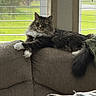 cat, tabby, fluffy, couch, indoor, window, blinds, relaxed, pet, fur, tail, paws, home, cozy, natural_light, furniture, resting, animal, domestic, living_room