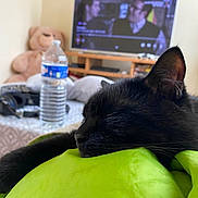Nitsy participe au concours pour gagner de l'argent avec cette photo : black_cat, blanket, blurred_background, cat, close_up, cozy, domestic_animal, furniture, green, headphones, indoor, living_room, pet, relaxation, resting, sleeping, soft_light, teddy_bear, television, water_bottle