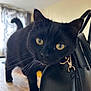 animal, background_blur, black_cat, black_fur, cat, close_up, curious, domestic_cat, feline, floor, handbag, household, indoor, leather_bag, pet, tail, whiskers, window_curtains, wooden_table, yellow_eyes