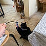 basket, black_cat, cat, cat_tree, chair, couch, floor, furniture, home, indoor, person_hand, pet, plant, playing, ribbons, table, tile_floor, toy, wall, window_light