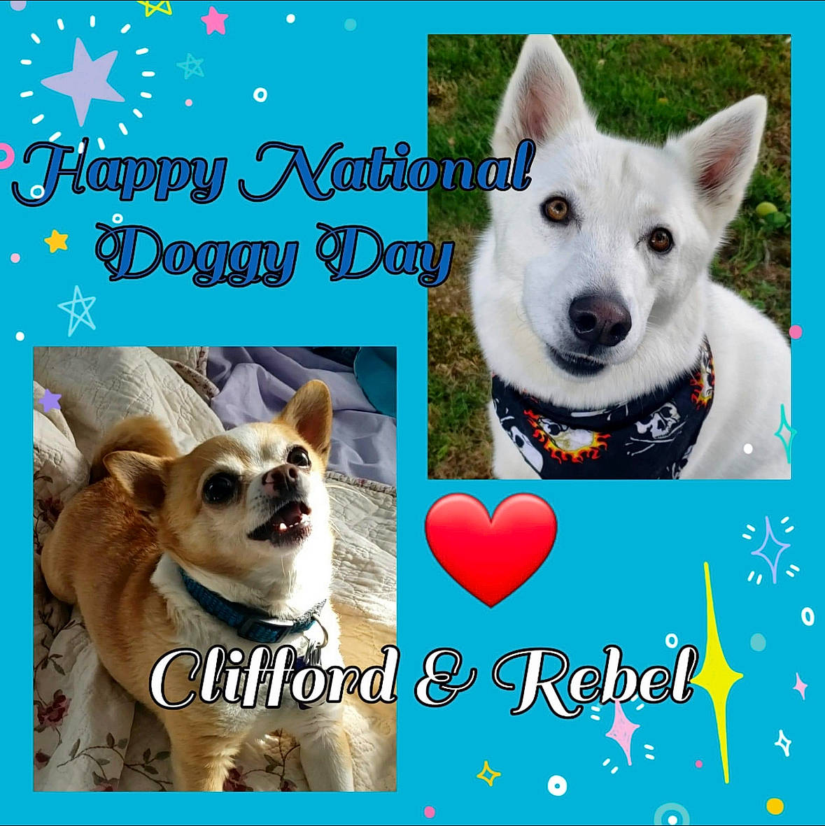 Clifford joined the competition — help win amazing prizes! ancient_dog_breeds, canidae, carnivore, collar, companion_dog, dog, dog_breed, dog_supply, font, happy, mammal, paw, pet_supply, photo_caption, photography, snout, sporting_group, vertebrate, water, working_animal