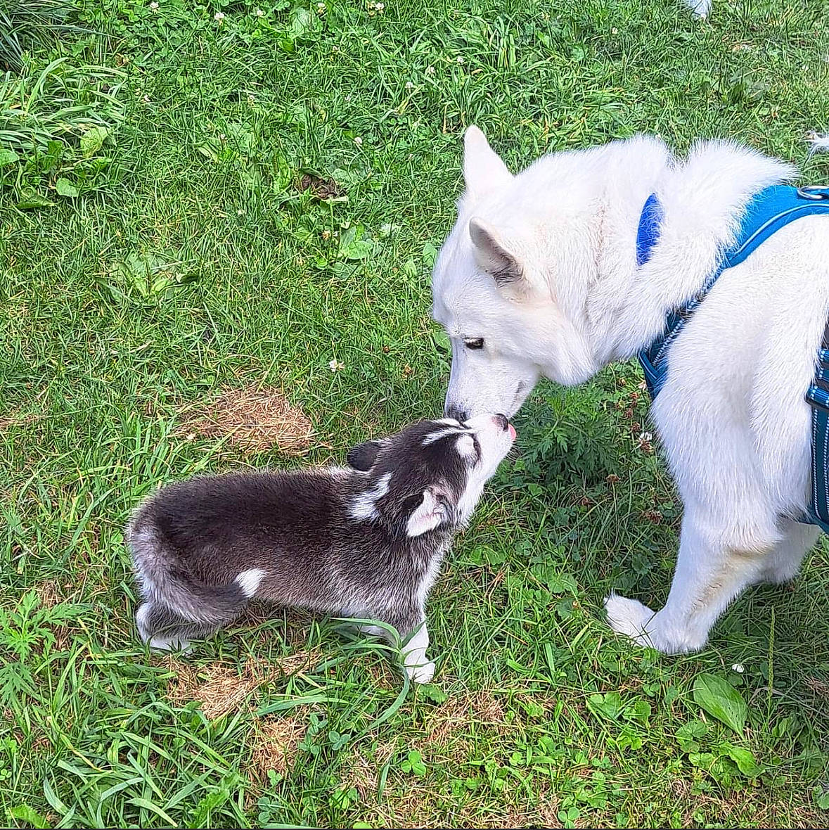 Clifford joined the competition — help win amazing prizes! canidae, carnivore, collar, companion_dog, dog, dog_breed, dog_collar, dog_supply, electric_blue, fashion_accessory, fawn, grass, non_sporting_group, pet_supply, snout, sporting_group, tail, terrestrial_animal, terrier, working_animal