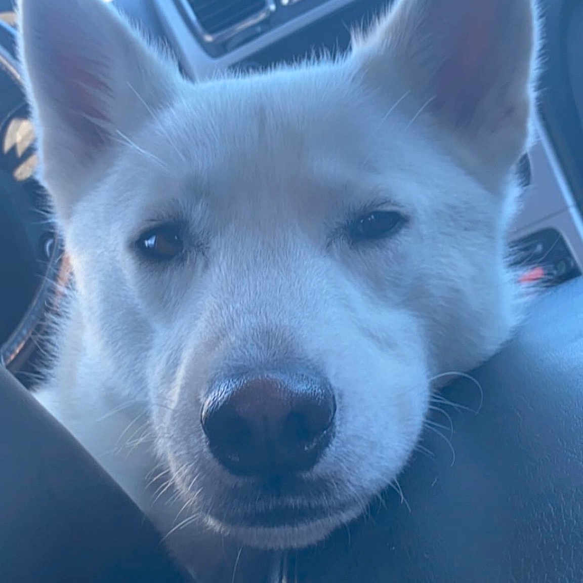 Clifford is registered to the contest to win money with this photo: ancient_dog_breeds, bicycle, bottle, canidae, carnivore, companion_dog, dog, dog_breed, ear, electric_blue, fur, non_sporting_group, sky, snout, sporting_group, whiskers, working_animal, working_dog