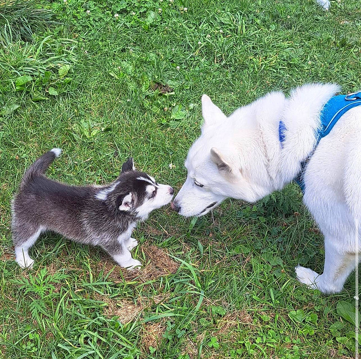 Clifford joined the competition — help win amazing prizes! ancient_dog_breeds, canidae, carnivore, collar, companion_dog, dog, dog_breed, grass, grassland, non_sporting_group, pasture, plant, sporting_group, tail, terrestrial_animal, working_animal, working_dog