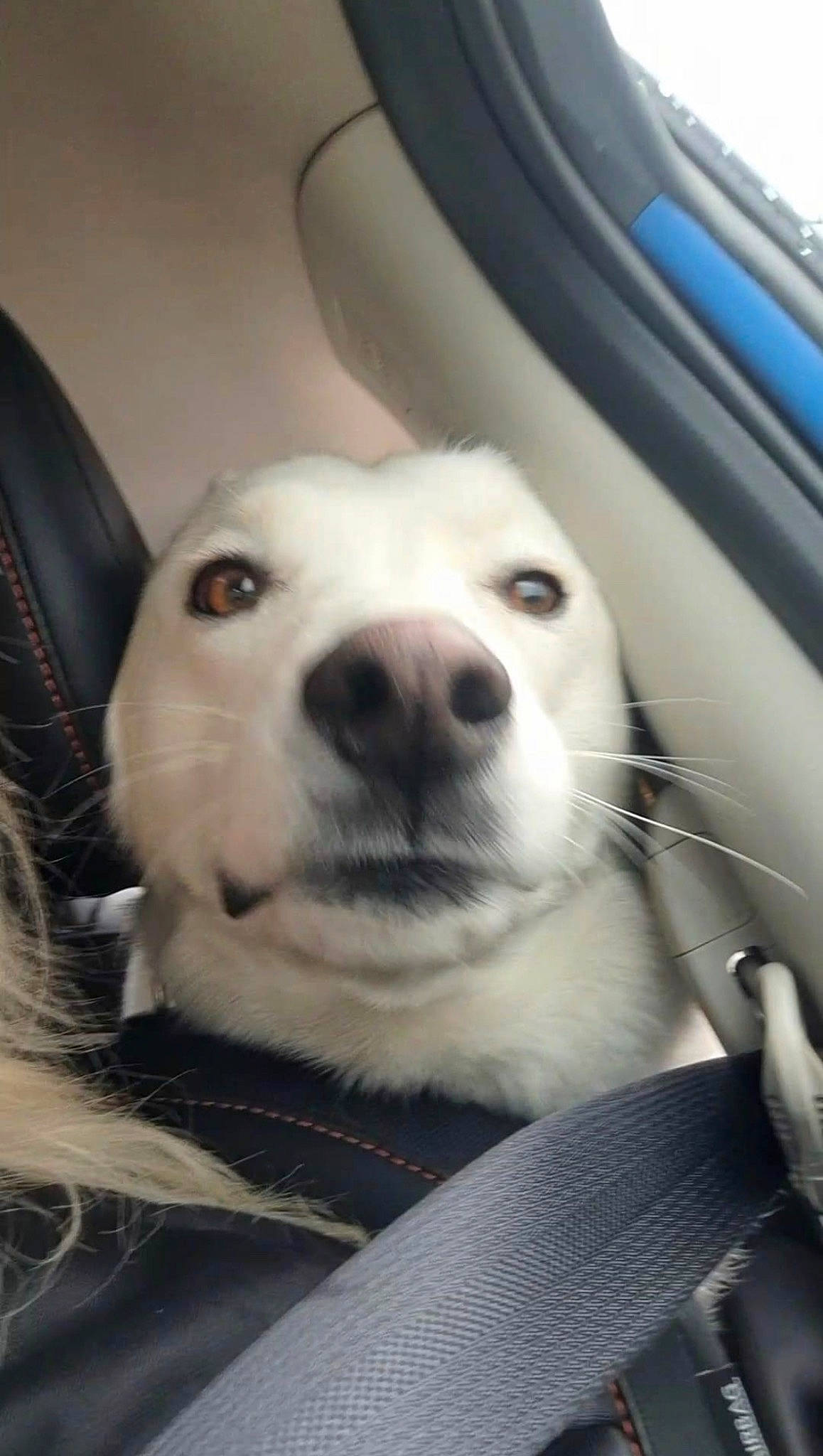 Clifford joined the competition — help win amazing prizes! auto_part, automotive_exterior, automotive_window_part, canidae, car, carnivore, companion_dog, dog, dog_breed, door, fur, personal_luxury_car, snout, sporting_group, terrestrial_animal, vehicle, vehicle_door, whiskers, windshield, working_animal