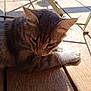 cat, tabby, wooden_floor, sunlight, indoor, paw, relaxing, curious, pet, animal, feline, close_up, resting, metal_chair, shadow, daylight, striped, young_cat, whiskers, ears