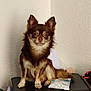 dog, brown_dog, small_dog, long_fur, pet, indoor, sitting, ears_up, looking_at_camera, table, packet, paper, wall, furniture, animal, cute, calm, domestic, companion, mammal