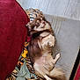 dog, brown, cream, fluffy, lying_down, blanket, tiger_stripe, toy, yellow_bone, panda_plush, cushion, red_fabric, wooden_floor, pet, indoor, relaxed, cute, small_dog, fur, paw