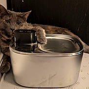 Rebecca is registered to the contest to win money with this photo: animal, black_furniture, blinds, cat, close_up, cozy, eyes, floor_mat, home, indoor, lying_down, paw, pet_fountain, portrait, relaxed, stainless_steel, tail, wall, whiskers, wooden_floor