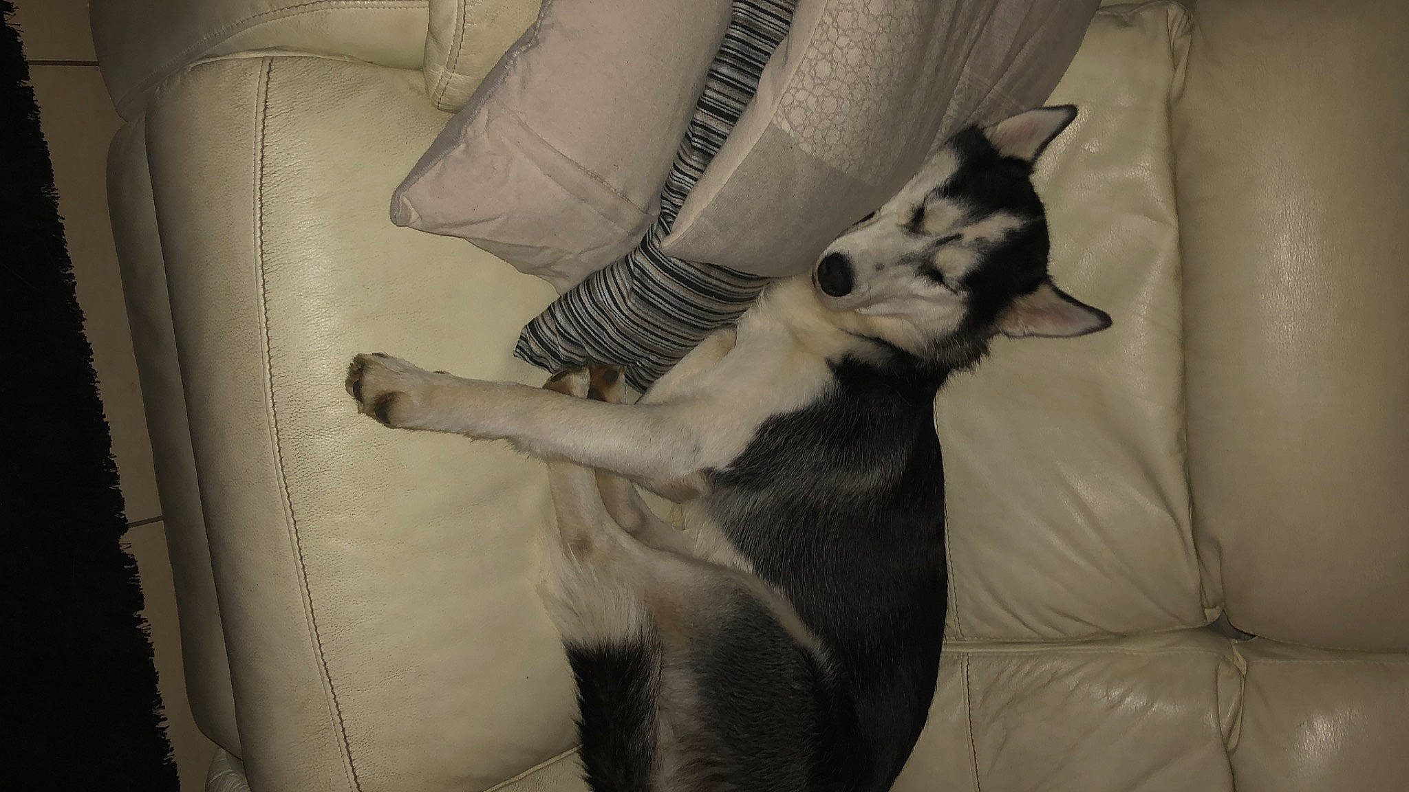 Laska participe au concours pour gagner de l'argent avec cette photo : carnivore, comfort, companion_dog, couch, dog, dog_breed, fawn, felidae, fur, gesture, grey, human_leg, linens, monochrome, monochrome_photography, tail, tints_and_shades, toy_dog, whiskers, working_animal