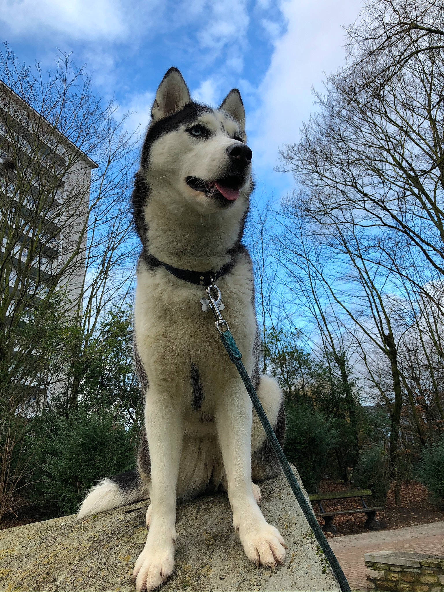 Laska participe au concours pour gagner de l'argent avec cette photo : building, canis, carnivore, cloud, collar, companion_dog, dog, dog_breed, fang, fawn, fur, plant, sky, snout, sporting_group, tail, terrestrial_animal, tree, wolf, working_animal