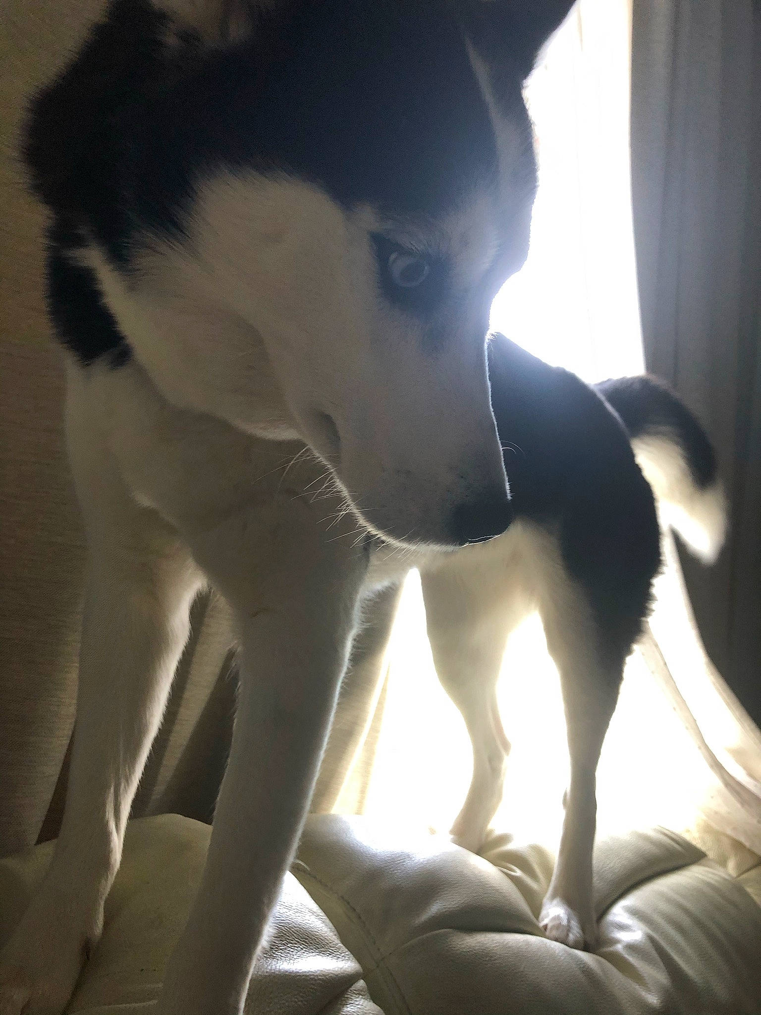 Laska a rejoint le concours — aidez-le/la à gagner de superbes lots ! canidae, carnivore, comfort, companion_dog, curtain, dog, dog_breed, flash_photography, fur, human_leg, jaw, light, snout, sporting_group, tail, terrestrial_animal, tints_and_shades, whiskers, working_animal, working_dog