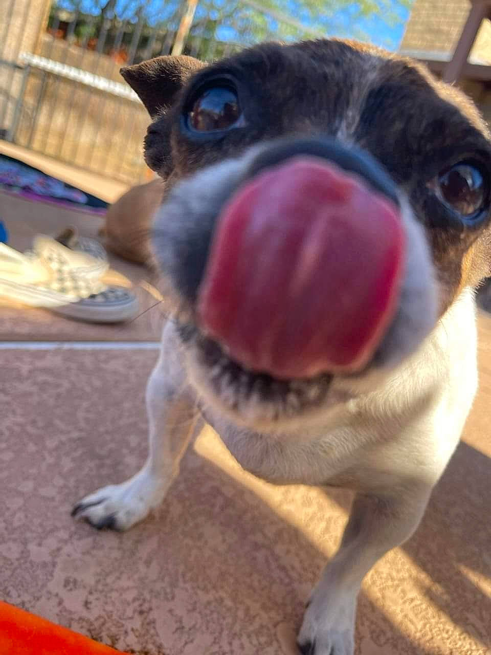 Fiona joined the competition — help win amazing prizes! boston_terrier, canidae, carnivore, collar, companion_dog, dog, dog_breed, dog_collar, fawn, fur, molosser, paw, pet_supply, snout, sporting_group, terrestrial_animal, toy_dog, whiskers, working_animal, wrinkle