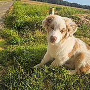 Ace participe au concours pour gagner de l'argent avec cette photo : dog, puppy, grass, outdoor, nature, field, path, sky, sunlight, fur, animal, canine, pet, rural, summer, brown, white, cute, sitting, daytime