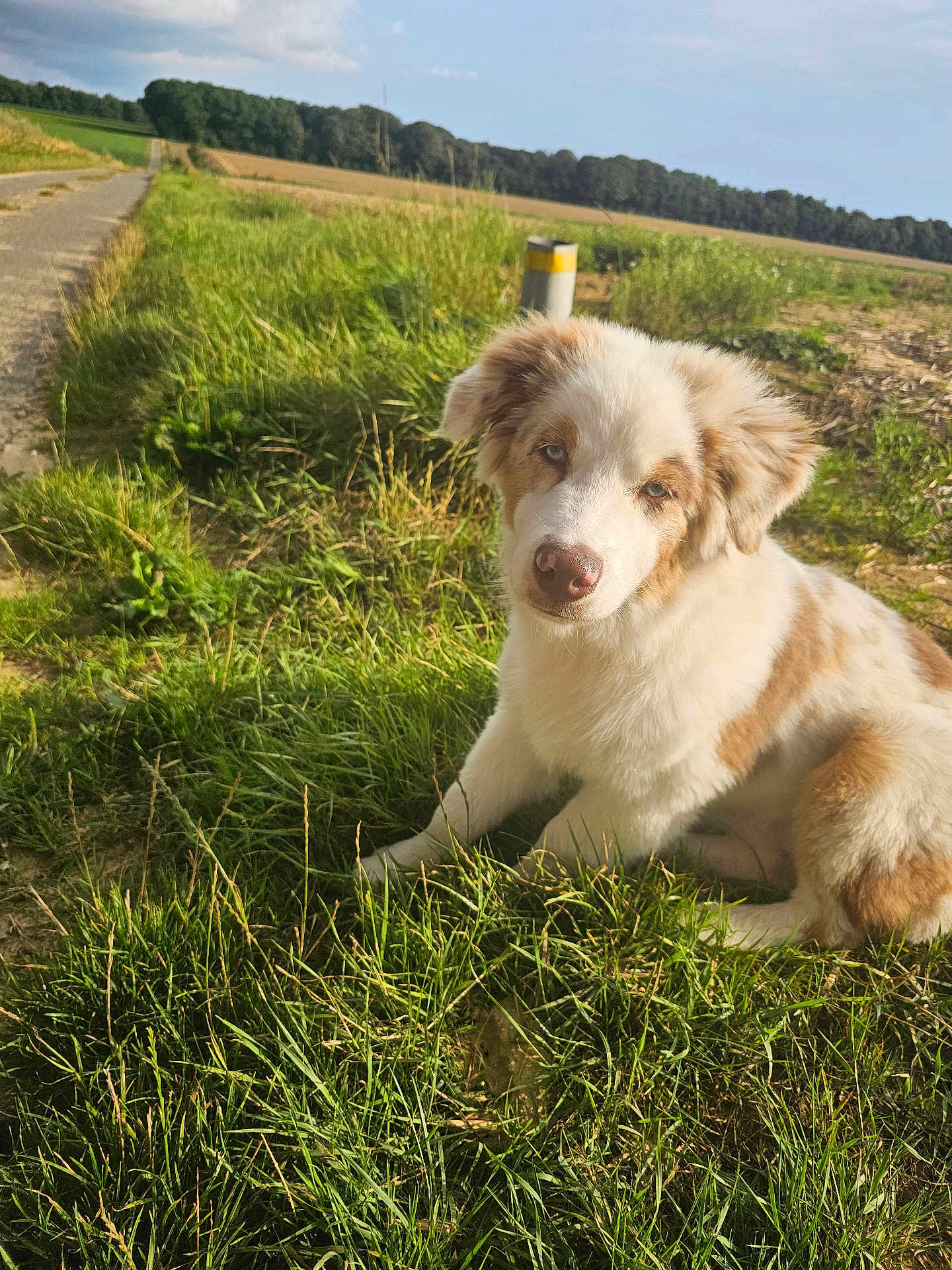 Ace participe au concours pour gagner de l'argent avec cette photo : dog, puppy, grass, outdoor, nature, field, path, sky, sunlight, fur, animal, canine, pet, rural, summer, brown, white, cute, sitting, daytime