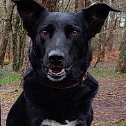 Pirate a rejoint le concours — aidez-le/la à gagner de superbes lots ! dog, black_dog, animal, pet, outdoor, forest, trees, nature, canine, wildlife, ears, collar, muzzle, fur, eyes, portrait, happy, smiling, closeup, ground