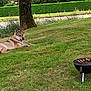 Syhna participe au concours pour gagner de l'argent avec cette photo : animal, barbecue, canine, daytime, dog, grass, greenery, grill, hedge, leisure, meat, nature, outdoor, park, pet, relaxing, skewers, summer, tree, yard