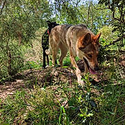 Syhna a rejoint le concours — aidez-le/la à gagner de superbes lots ! animal, canine, daytime, dog, exploring, forest, greenery, ground, happy, leaves, nature, outdoor, plants, shadows, summer, sunlight, tongue_out, trees, two_dogs, wildlife