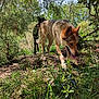 animal, canine, daytime, dog, exploring, forest, greenery, ground, happy, leaves, nature, outdoor, plants, shadows, summer, sunlight, tongue_out, trees, two_dogs, wildlife
