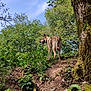 adventure, animal, canine, daytime, dog, forest, greenery, hiking, leaves, moss, nature, outdoor, path, scenic, sunlight, tongue_out, tree_trunk, trees, wildlife, woodland
