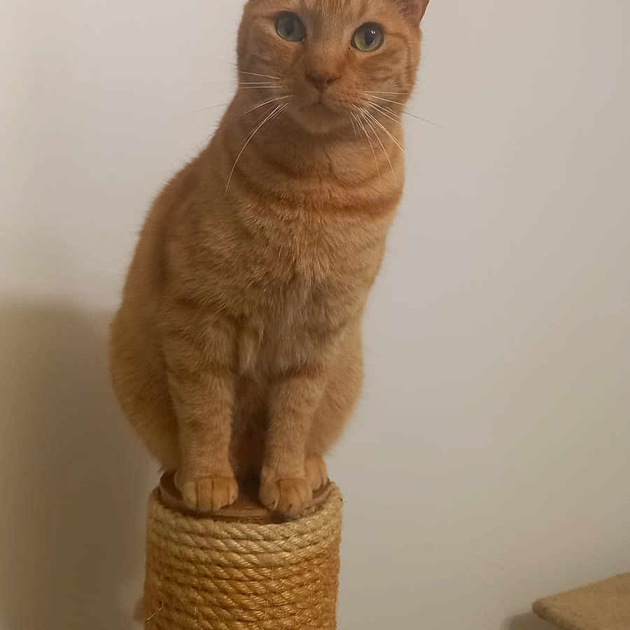 Quinny a rejoint le concours — aidez-le/la à gagner de superbes lots ! animal, calm, cat, curious, cute, domestic_cat, ears, feline, fur, furniture, ginger_cat, home, indoor, paws, pet, portrait, rope, scratching_post, sitting, whiskers