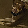 Rainy joined the competition — help win amazing prizes! dog, brown_dog, tan_markings, carpet, rug, indoor, pet, collar, lying_down, looking_up, ears_up, canine, domestic_animal, animal, floor, home, cute, friendly, companion, quiet