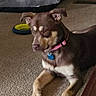 Rainy is registered to the contest to win money with this photo: dog, brown_dog, pink_collar, carpet, indoor, dog_bed, toy, pet, animal, resting, floor, living_room, furniture, alert, ears_up, household, domestic, cute, companion, quiet