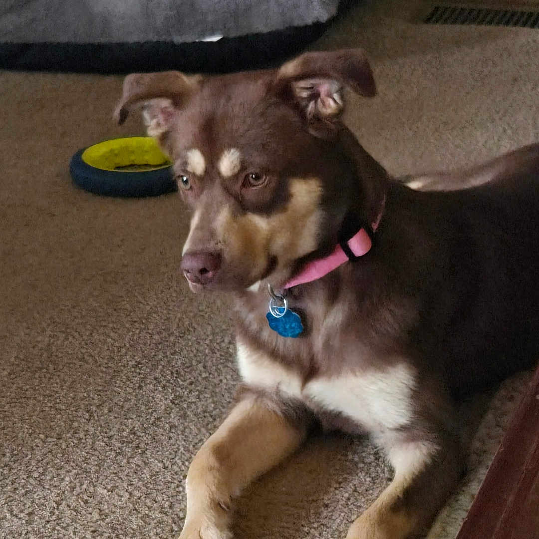 Rainy is registered to the contest to win money with this photo: dog, brown_dog, pink_collar, carpet, indoor, dog_bed, toy, pet, animal, resting, floor, living_room, furniture, alert, ears_up, household, domestic, cute, companion, quiet