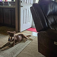 Rainy joined the competition — help win amazing prizes! dog, rug, living_room, open_door, recliner_chair, carpet, sunlight, window, curtains, kitchen_sink, countertop, door, tree_outside, pet, indoor, home, relaxed, brown_dog, floor, houseplant