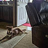 dog, rug, living_room, open_door, recliner_chair, carpet, sunlight, window, curtains, kitchen_sink, countertop, door, tree_outside, pet, indoor, home, relaxed, brown_dog, floor, houseplant