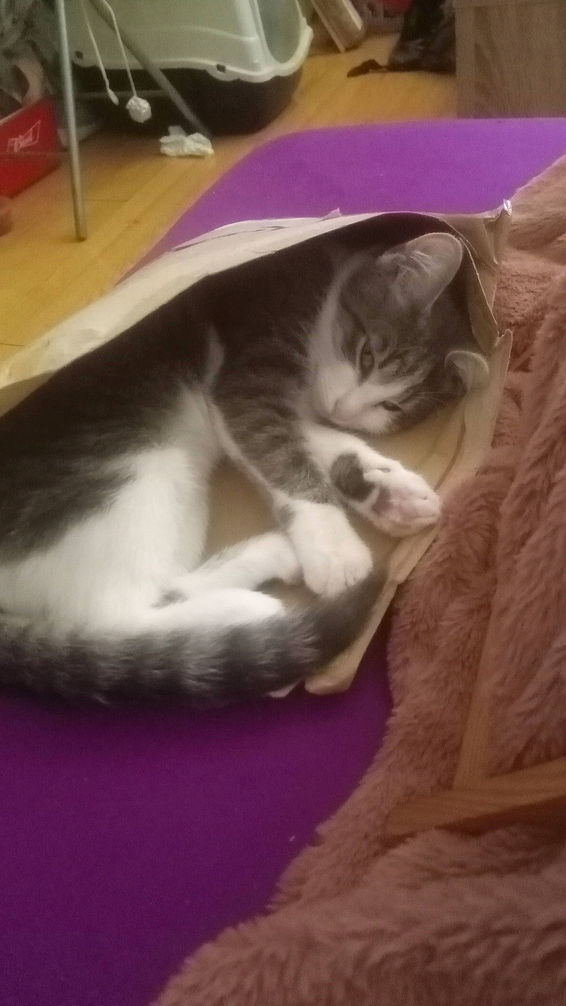 Griseby participe au concours pour gagner de l'argent avec cette photo : bed, canidae, carnivore, cat, cat_supply, comfort, domestic_short_haired_cat, felidae, flooring, fur, hardwood, linens, nap, paw, sleep, small_to_medium_sized_cats, tail, whiskers, wood